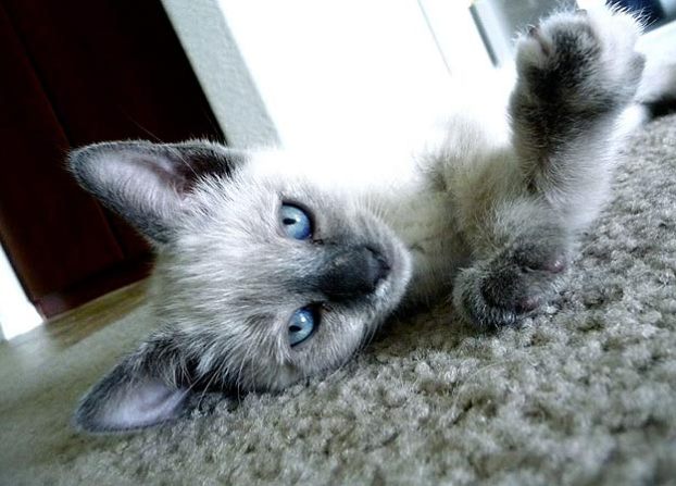 Model Kitty: Submitted by Danielle W. "This is Suki. Her ... Model Kitty: Submitted by Danielle W. "This is Suki. Her ...